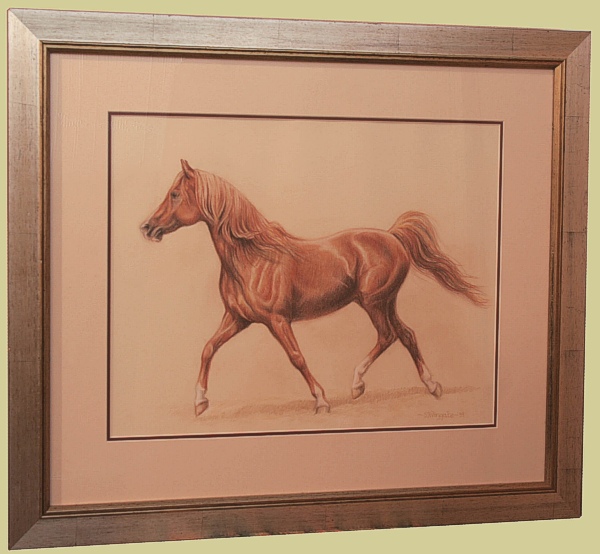 Arab Stallion