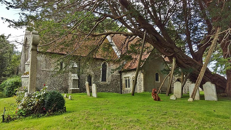 The 1,600 year old yew tree, in Wilmington churchyard, Sussex
